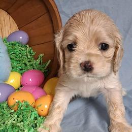 Fern - Buff female Cocker Spaniel puppy in Crossville, Tennessee from Timber Sunrise Cockers