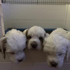 Clumber Spaniel Puppies from Briton Clumber Spaniels