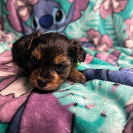 Ramsey - Tri-color male Yorkipoo puppy in Clover, South Carolina from Cudi’s Buddies