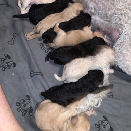 Poodle Puppies from Poodle Palace 918