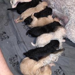 Poodle Puppies from Poodle Palace 918