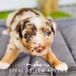 Blyss-Red Merle Female - Red merle Australian Shepherd puppy in Liberty, Tennessee from Stone Hollow Aussies
