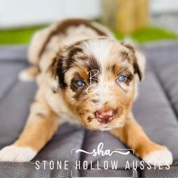 Blyss-Red Merle Female - Red merle Australian Shepherd puppy in Liberty, Tennessee from Stone Hollow Aussies