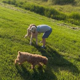 Dolly - Cream female Labradoodle puppy in Shingle Springs, California from California Double Doodles