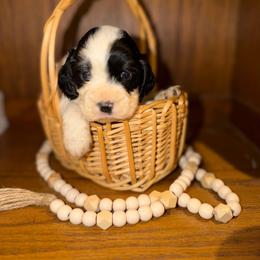 Nova - Black and white female English Springer Spaniel puppy in Cottageville, West Virginia from Mountain Top Springers