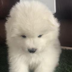 Green Girl - White and biscuit female Samoyed puppy in Colorado Springs, Colorado from T&M Samoyeds
