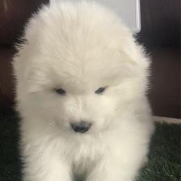 Green Girl - White and biscuit female Samoyed puppy in Colorado Springs, Colorado from T&M Samoyeds