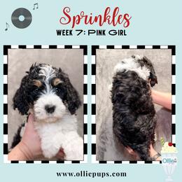 Sprinkles - Tri-color female Bernedoodle puppy in Boiling Springs, South Carolina from OlliePups, LLC