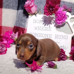 Dachshund Puppies from K&L Dachshund