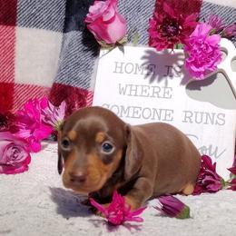 Dachshund Puppies from K&L Dachshund
