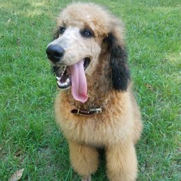 Poodles from Caney Creek Kennel & Grooming