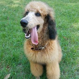 Poodles from Caney Creek Kennel & Grooming