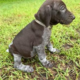 Billy - Liver and white male German Shorthaired Pointer puppy in Georgia from CMC Farms