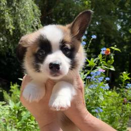 Bear - Red male Pembroke Welsh Corgi puppy in Birmingham, Alabama from Dalton Family Corgis