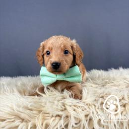 Rocket - Cream male Goldendoodle puppy in Utah County, Utah from Big Hearted Breeders