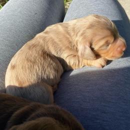 Kerry - Dapple male Dachshund puppy in Lake Mary, Florida from Lakeside Doxies