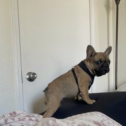 French Bulldog Puppies from High Desert King Bullies