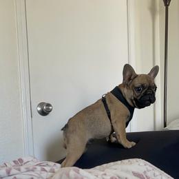 French Bulldog Puppies from High Desert King Bullies