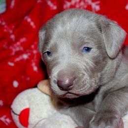 Weimaraner Puppies from Boonieland Kennels