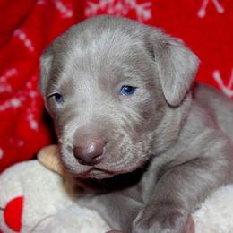 Weimaraner Puppies from Boonieland Kennels