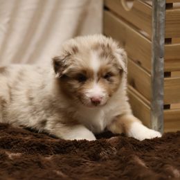 Australian Shepherd and Miniature Schnauzer Puppies from Dustyn Watson