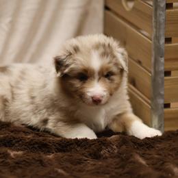 Australian Shepherd and Miniature Schnauzer Puppies from Dustyn Watson