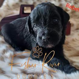 Goldendoodle and Poodle Puppies from Fisher River Doodle's