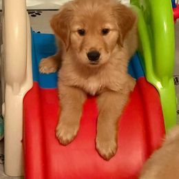 Yellow Girl - Golden Golden Retriever puppy in Tulsa, Oklahoma from Triple J Goldens, LLC