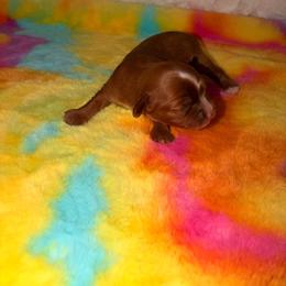 Nova - Red female Cavapoo puppy in Hickory, North Carolina from Homegrown Spaniels