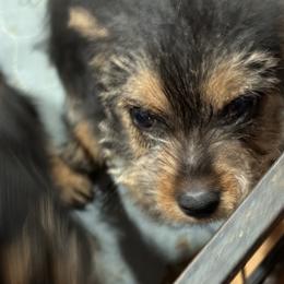 Norwich Terrier Puppies from Parker Place  Puppies (Mini schnauzers and Norwich Terriers)
