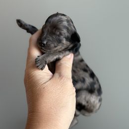 Boy 8 - male Goldendoodle puppy in Marion, Ohio from Doodles & Doxies