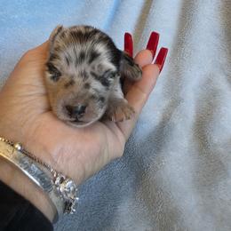 Asteroid - Light Black and Cream Dapple - Dapple male Dachshund puppy in Pueblo, Colorado from HotDachs