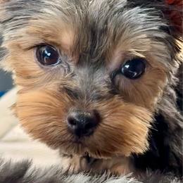 (Abby) click on pic for price - Chocolate, tan and white female Yorkshire Terrier puppy in Kingston, Oklahoma from Lake Life