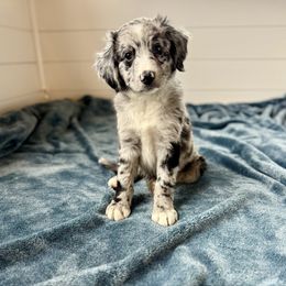 Apollo - Blue merle male Australian Shepherd puppy in Columbia Falls, Montana from Firefly Horse Co Wellness Retreat Center