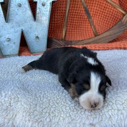 Harvest - Black tri male Miniature Australian Shepherd puppy in Checotah, Oklahoma from Wild Outlaw Aussies