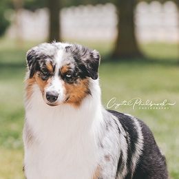Piglet - Australian Shepherd