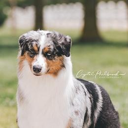 Piglet - Australian Shepherd