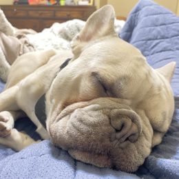 French Bulldog puppies from Mathew Household Frenchies