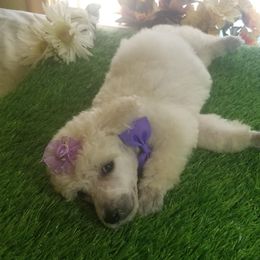 Poodle Puppies from Standard Hearts