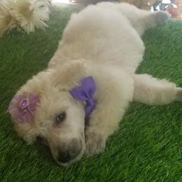Poodle Puppies from Standard Hearts
