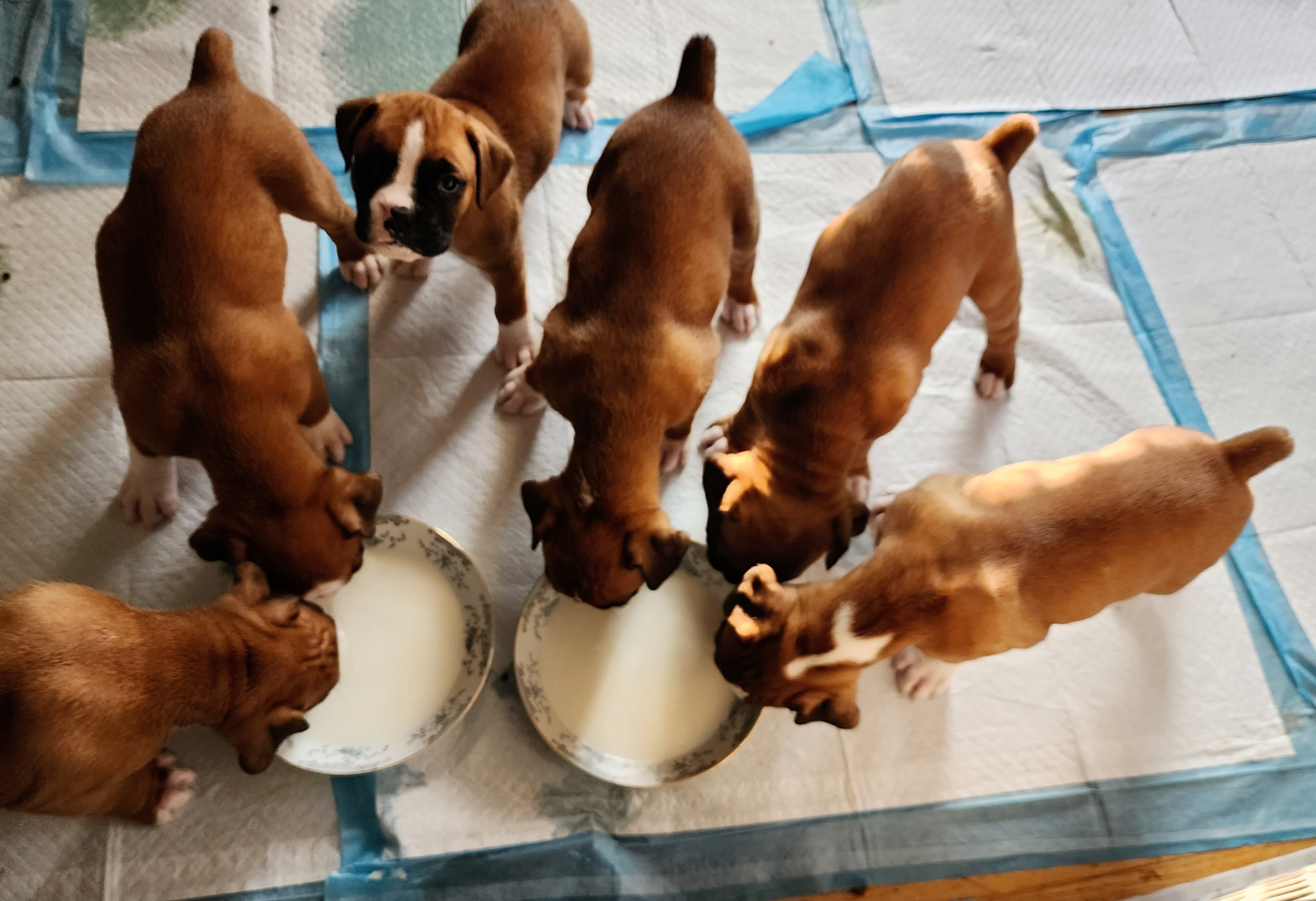 Boxer Puppies from Sara's Bouncing Boxers