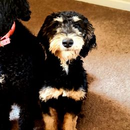 Loretta - Bernedoodle