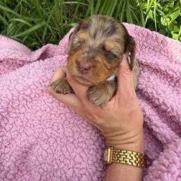 Truffle - Dapple male Dachshund puppy in Gainesville, Florida from M & M Dachshunds