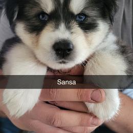 Sansa - Black and white female Siberian Husky puppy in Swansea, Illinois from Husky B's