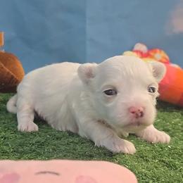 Sage - White and lemon male Maltese puppy in Aurora, Missouri from KnJ Precious Paws LLC