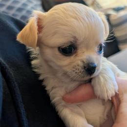 AKC Pearl, 4300.00 - Cream and white female Chihuahua puppy in Northern, Colorado from Wild Mountain Chihuahuas