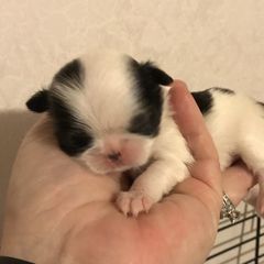 Japanese Chin and Pug Puppies from Ni Kokoro Japanese Chin