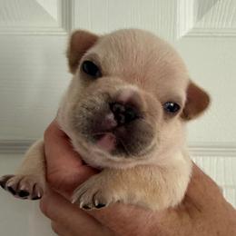 Purple collar girl - Cream female French Bulldog puppy in Clinton, Tennessee from Summer Rose