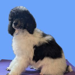Blue Collar Male (Bedtime Bear) - Parti male Poodle puppy in Lillian, Alabama from Moondancers Poodles