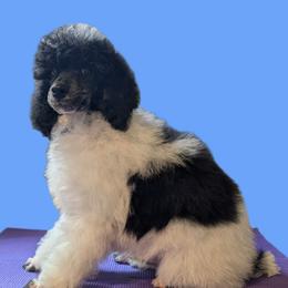 Blue Collar Male (Bedtime Bear) - Parti male Poodle puppy in Lillian, Alabama from Moondancers Poodles